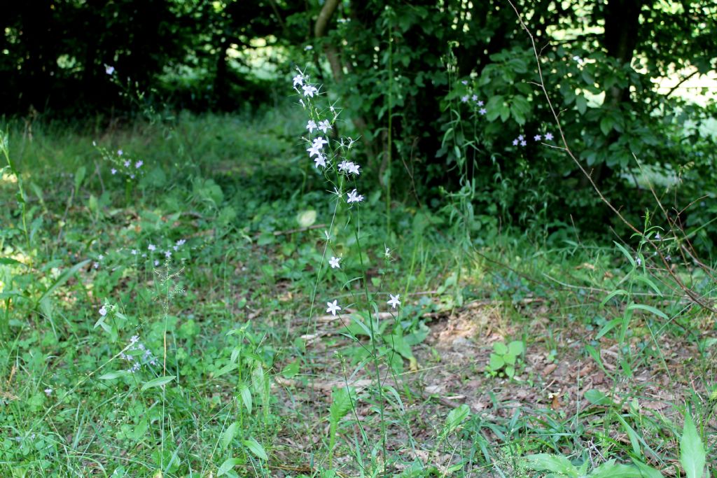 Campanula rapunculus